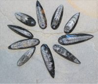 Orthoceras - Anh�nger - Fossil mit Bohrung - 40-60mm - 10 St�ck