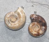 Ammonit - Anh�nger - 35-40mm - Silber - 1 St�ck
