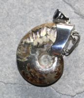Ammonit - Anh�nger - 40mm - Silber - 1 St�ck