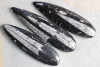 Orthoceras - 13-18cm - 3 St�ck