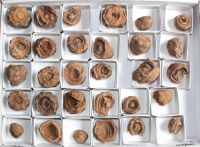 Stromtolith - Rohsteine - 20-30mm - 30 St�ck - Karton
