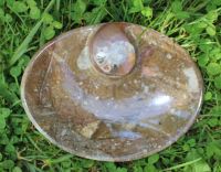 Goniatit auf Platte - Schale - 1 St�ck