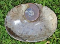 Goniatit auf Platte - Schale - 1 St�ck