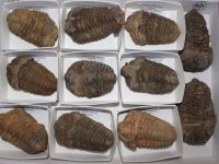 Trilobit - Calymene - Marokko - Karton - 11 St�ck