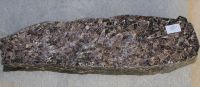 Turitella Achat - Rohst�ck anpoliert - 22x6cm