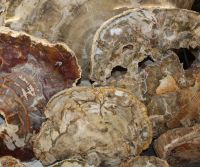 Versteinertes Holz - Scheiben und Querschnitte