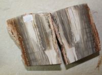 Versteinertes Holz - Buchst�tze L�ngsschnitt- 16x10cm - 1 Paar