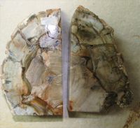 Versteinertes Holz - Buchst�tze - 16x13cm - 1 Paar