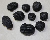 Trilobit - Phacops sp. - 2,5-4,5cm - 30 St�ck - Karton