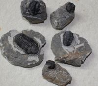 Trilobit auf Muttergestein - 4-8cm - 10 St�ck - Karton