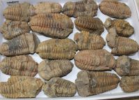 Trilobit - Calymene - 6-10cm - 20 St�ck - Karton