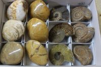 Fossilien Mix - Ammonit Seeigel Muschel - Karton - 12 St�ck