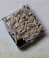 Haifischzahn - Mini - in Geschenkbox  - Karton - 15 St�ck