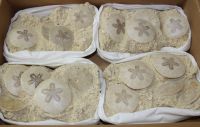 Seeigel - Scutella subrotunda - 18x12cm - 4 St�ck - Karton