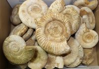 Ammonit - Kranosphinctes - 6-10cm - 5 kg - Karton