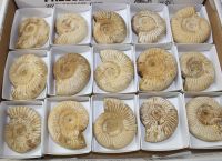 Ammonit - Kranosphinctes - 6-7cm - 15 Stck - Karton
