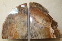 Versteinertes Holz - Buchst�tze - 27x17cm - 1 Paar