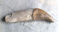 Versteinerter Basilosaurus Zahn - Marokko - 18cm - Einzelstck