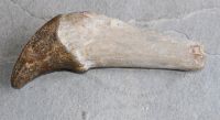 Versteinerter Basilosaurus Zahn - Marokko - 16cm - Einzelstck