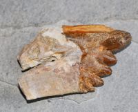 Versteinerter Basilosaurus Zahn - Marokko - 6,5cm - Einzelstck