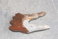 Versteinerter Basilosaurus Zahn - Marokko - 6cm - Einzelstck