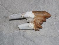 Versteinerter Basilosaurus Zahn - Marokko - 9,2cm - Einzelstck