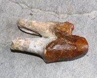Versteinerter Basilosaurus Zahn - Marokko - 7,7cm - Einzelstck