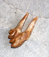 Versteinerter Basilosaurus Zahn - Marokko - 6,7cm - Einzelstck
