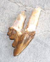 Versteinerter Basilosaurus Zahn - Marokko - 7,9cm - Einzelstck