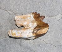 Versteinerter Basilosaurus Zahn - Marokko - 5,8cm - Einzelstck