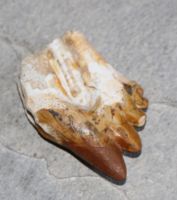 Versteinerter Basilosaurus Zahn - Marokko - 6cm - Einzelstck