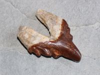 Versteinerter Basilosaurus Zahn - Marokko - 8,9cm - Einzelstck