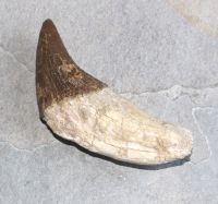Versteinerter Basilosaurus Zahn - Marokko - 12cm - Einzelstck