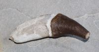 Versteinerter Basilosaurus Zahn - Marokko - 12,9cm - Einzelstck