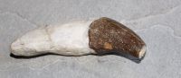 Versteinerter Basilosaurus Zahn - Marokko - 13,5cm - Einzelstck