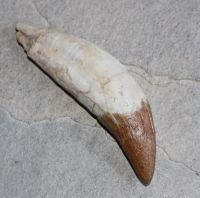 Versteinerter Basilosaurus Zahn - Marokko - 10,4cm - Einzelstck