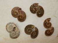 Nautilus - Madagaskar - 3-4cm - 1 Paar