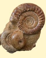 Ammonit - Madagaskar - Gruppe - Stufe - 50 x 45 cm - Einzelstck