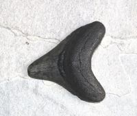 Megalodon - fossiler Haizahn - 7,2 x 6,6cm - Einzelstck