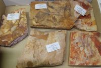 Versteinerte Pflanze - Glossopteris - 5 Stck - Karton