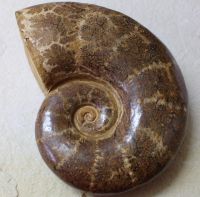 Ammonit - Lytoceras - Madagaskar - 28cm - 6,6kg - Einzelstck