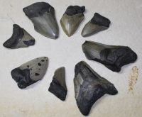 Megalodon - fossiler Haizahn - 1 kg - Karton
