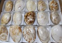 Muschel - Cardenia - Madagaskar - Karton - 15 Stck