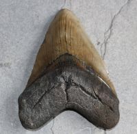 Megalodon - fossiler Haizahn - 11,7x11,5x8,5cm - Einzelstck