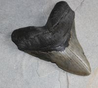 Megalodon - fossiler Haizahn - 14,3x13,4x11cm - Einzelstck