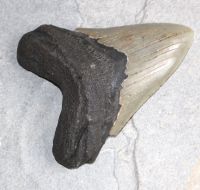Megalodon - fossiler Haizahn - 12x11,3x9cm - Einzelstck