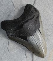 Megalodon - fossiler Haizahn - 11,5x11x8cm - Einzelstck