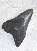 Megalodon - fossiler Haizahn - 9,5x8,6x6,2cm - Einzelstck