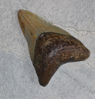 Megalodon - fossiler Haizahn - 9,8x9,3xx6,8cm - Einzelstck