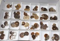 Ammonit - Madagaskar - 1,5-3cm - 25 Paare - Karton